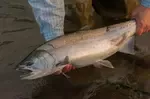 Silver salmon in wild western Washington