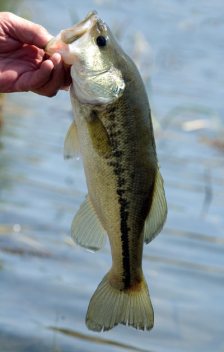 Canyon Creek Ranch largemouth bass