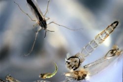 Chironomid Adult with Shucks