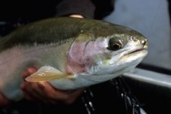 Kamloops Rainbow Trout with Chironomid Fly 