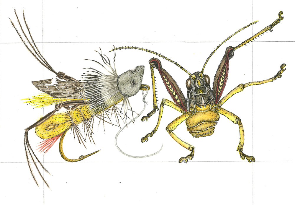 A pen, ink, and watercolor Illustration by ©Carol Ann Morris