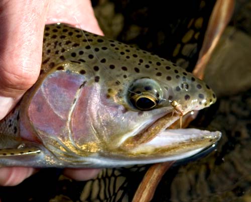 Yakima Rainbow trout caught with a Gabriel's Trumpet