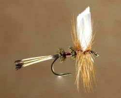 Royal Coachman