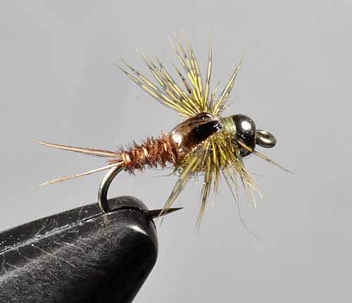 新田恵海 the betty nymph 新田恵海 the betty nymph 新田恵海 the