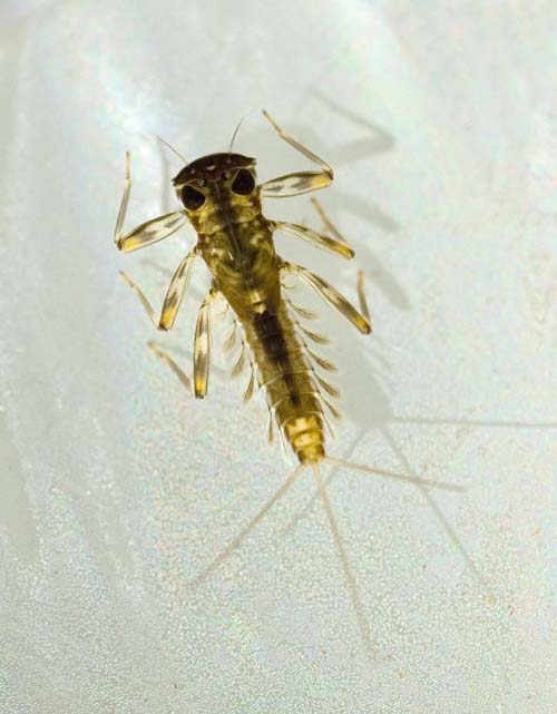 Mayfly Nymph