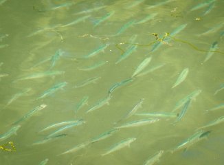 A school of herring in western Washington's tidewaters