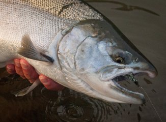 Silver salmon from western Washington
