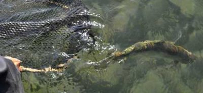 Upper Columbia River rainbow trout being released