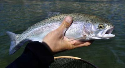 Upper Columbia River rainbow trout