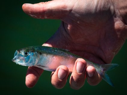 A silvery herring caught in western Washington's tidewaters