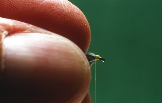 Partridge and Yellow, tying Step 5