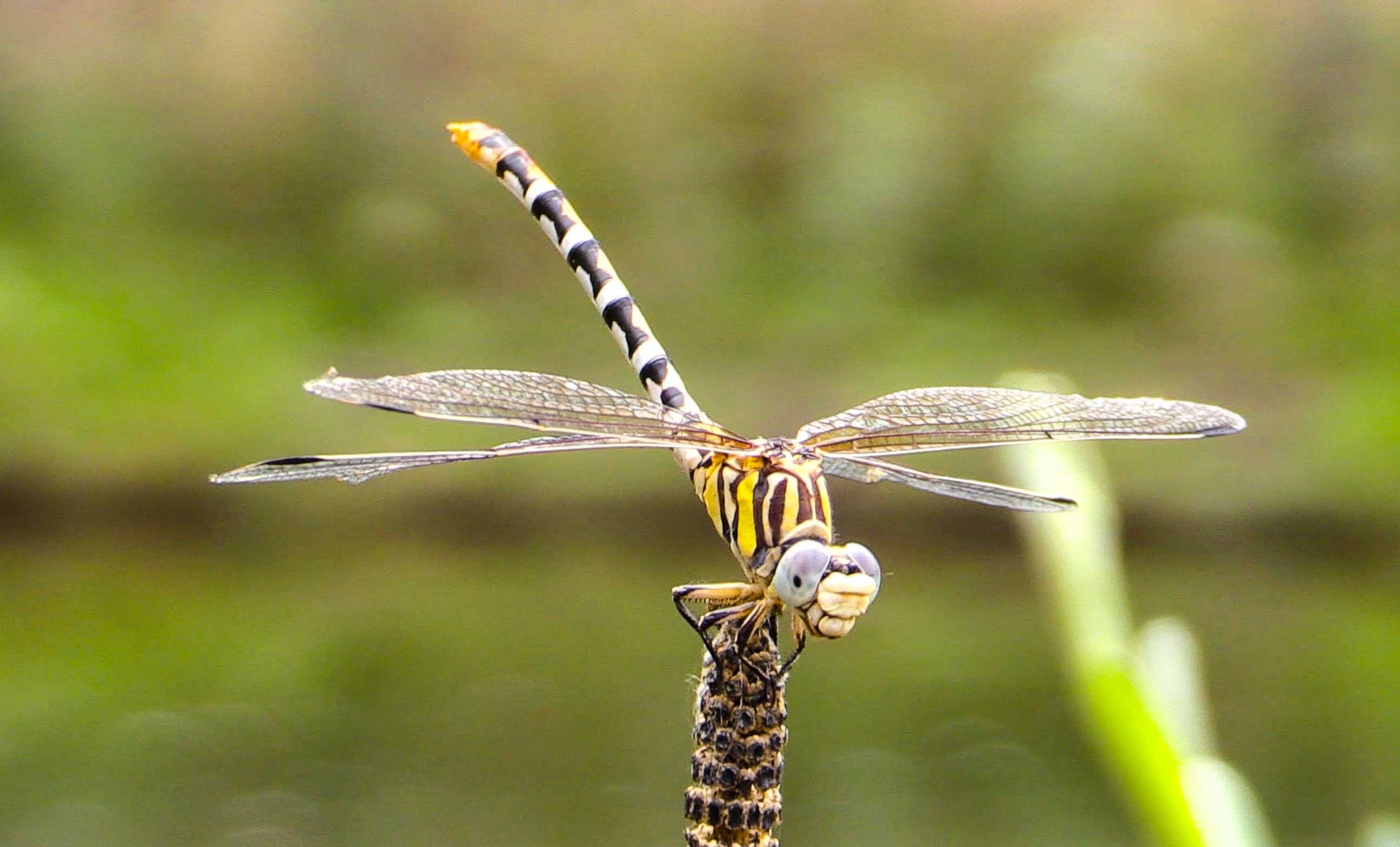 First Tuesday Tips: Tip 8, Adult Dragonflies Can Make for Exciting Fishing