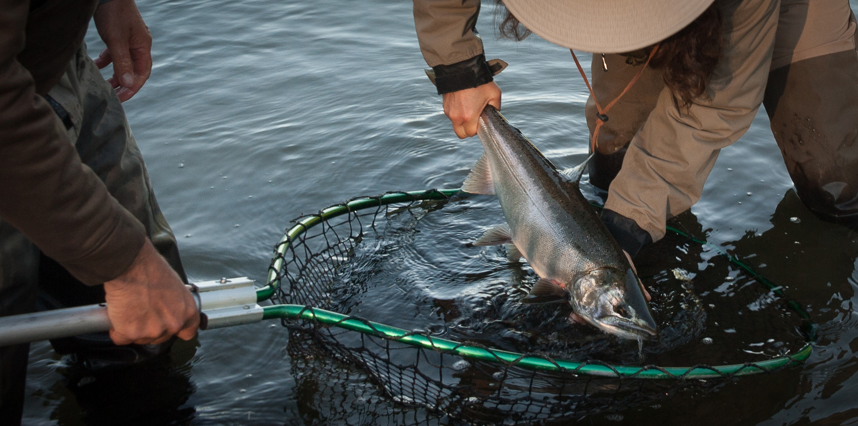 Carol Ann Morris ready to release a silver salmon caught on Washington's wild westside, with guide Jim Kerr