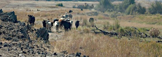 Cattle roam the range around Crab Creek in eastern Washington state