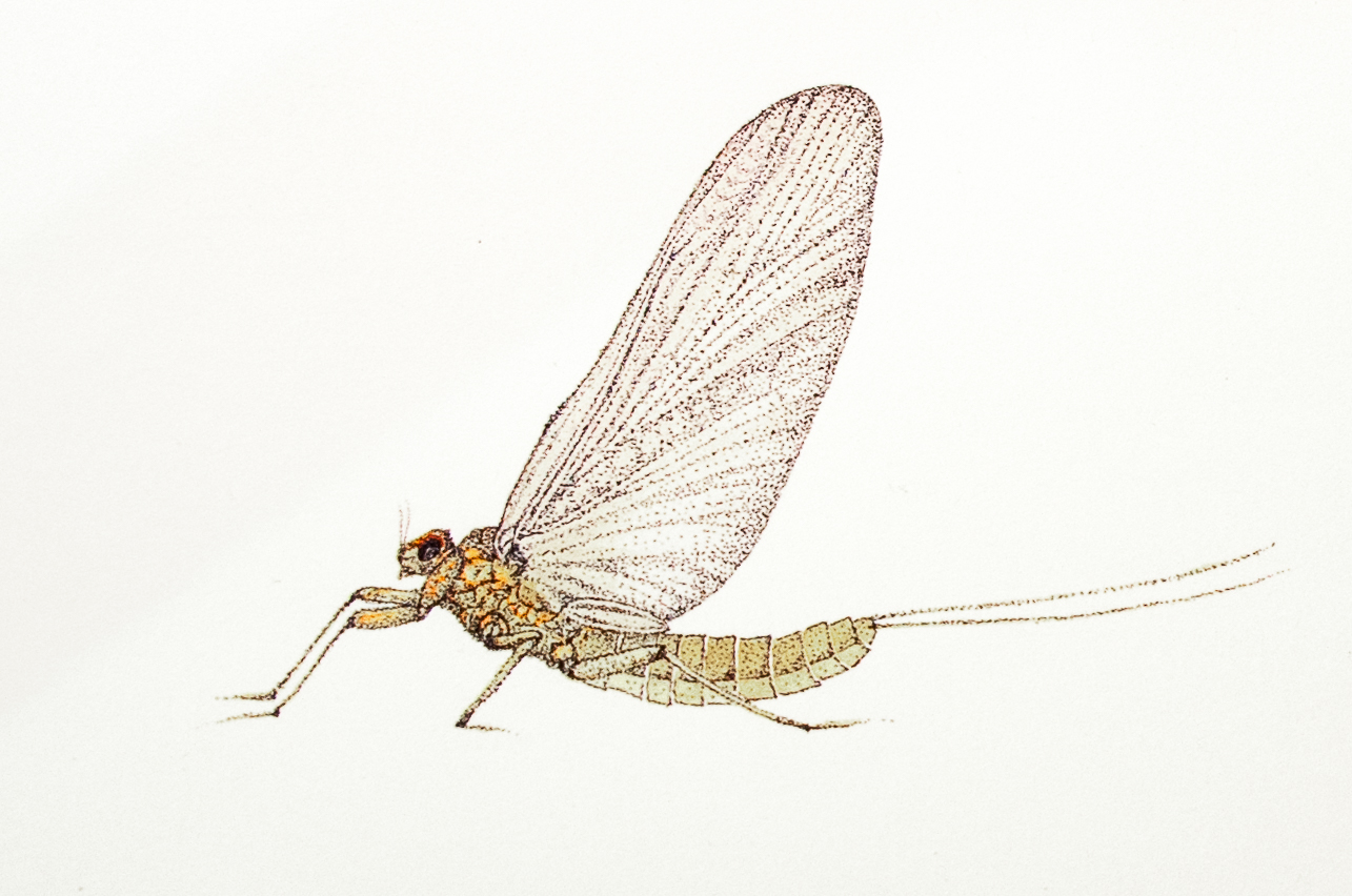 <i>Baetis</i> mayfly dun, print © Carol Ann Morris