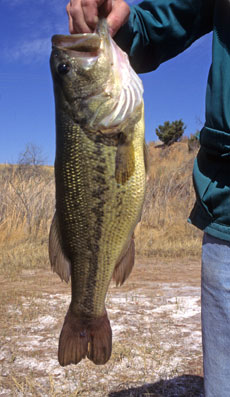 Texas largemouth bass