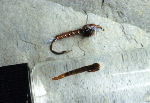 Chironomid Fly next to Chironomid Pupa