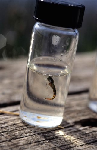 Chironomid Pupa in a Jar