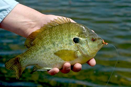 The Bass-Bluegill Lap