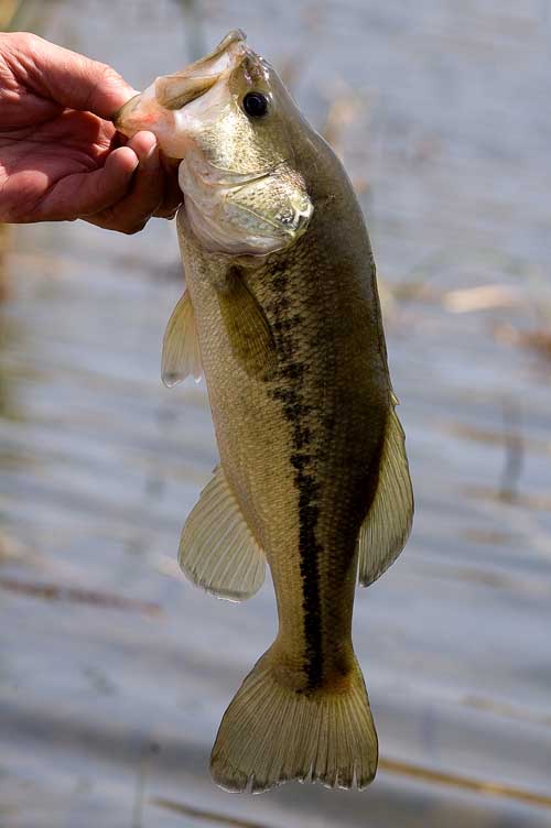 The Bass-Bluegill Lap