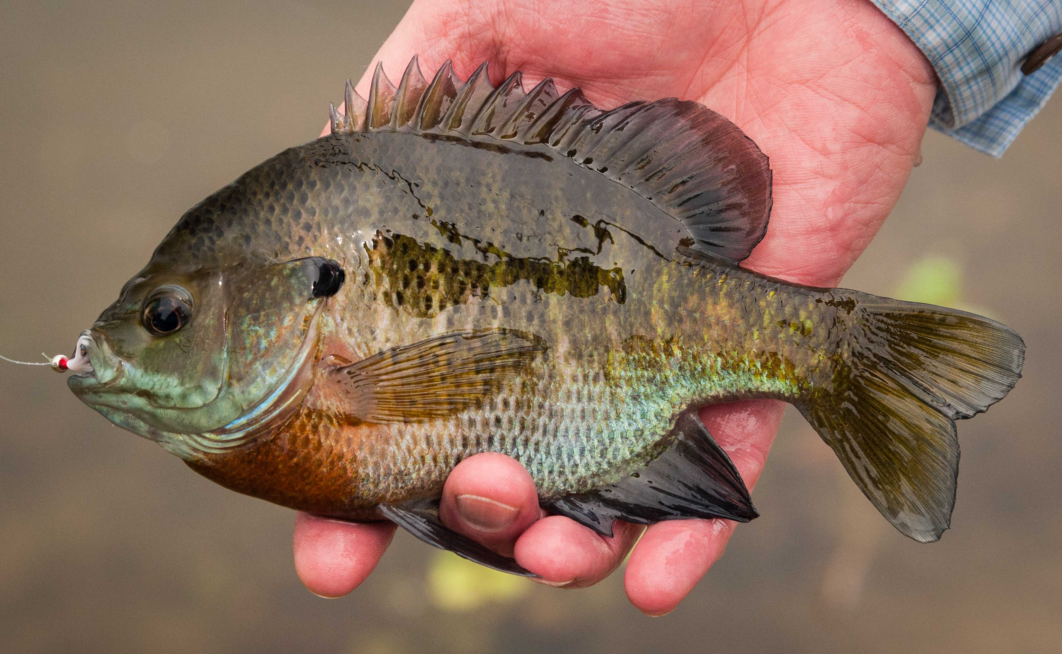 First Tuesday Tips: Tip 10: Meet the Basses and Panfish, Bluegill