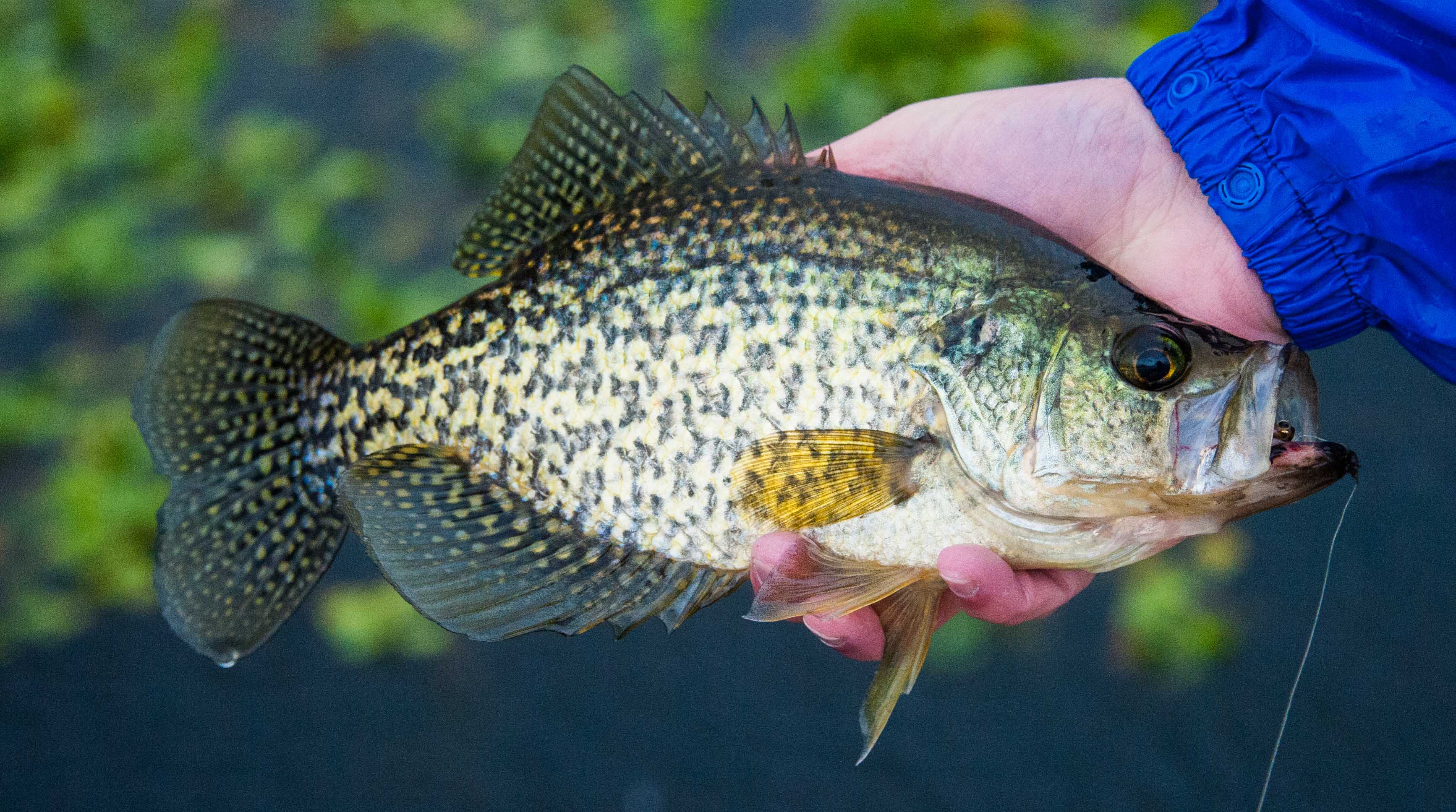 First Tuesday Tips: Tip 10, Meet the Basses and Panfish, Crappie