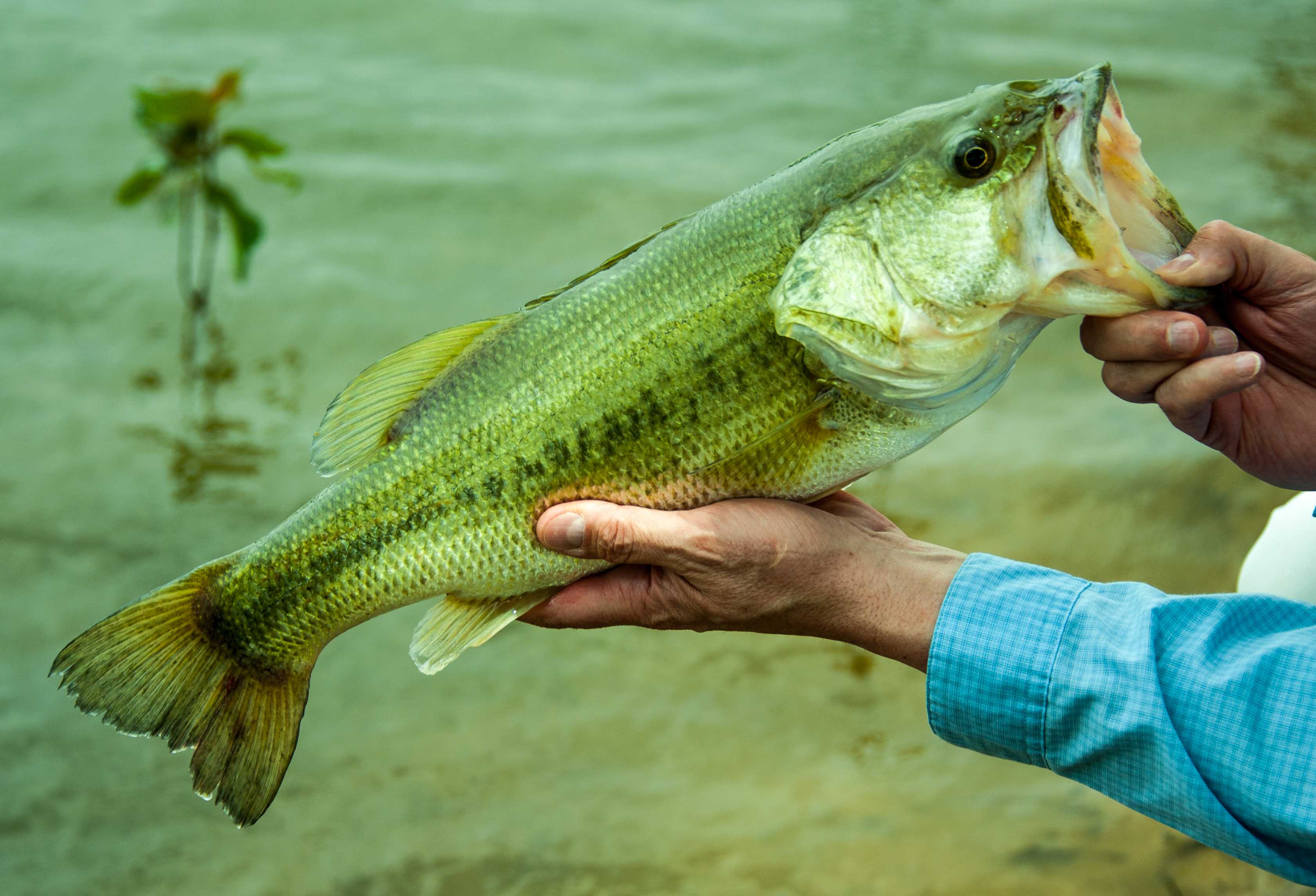 First Tuesday Tips: Tip 10, Meet the Basses and Panfish, Largemouth Bass