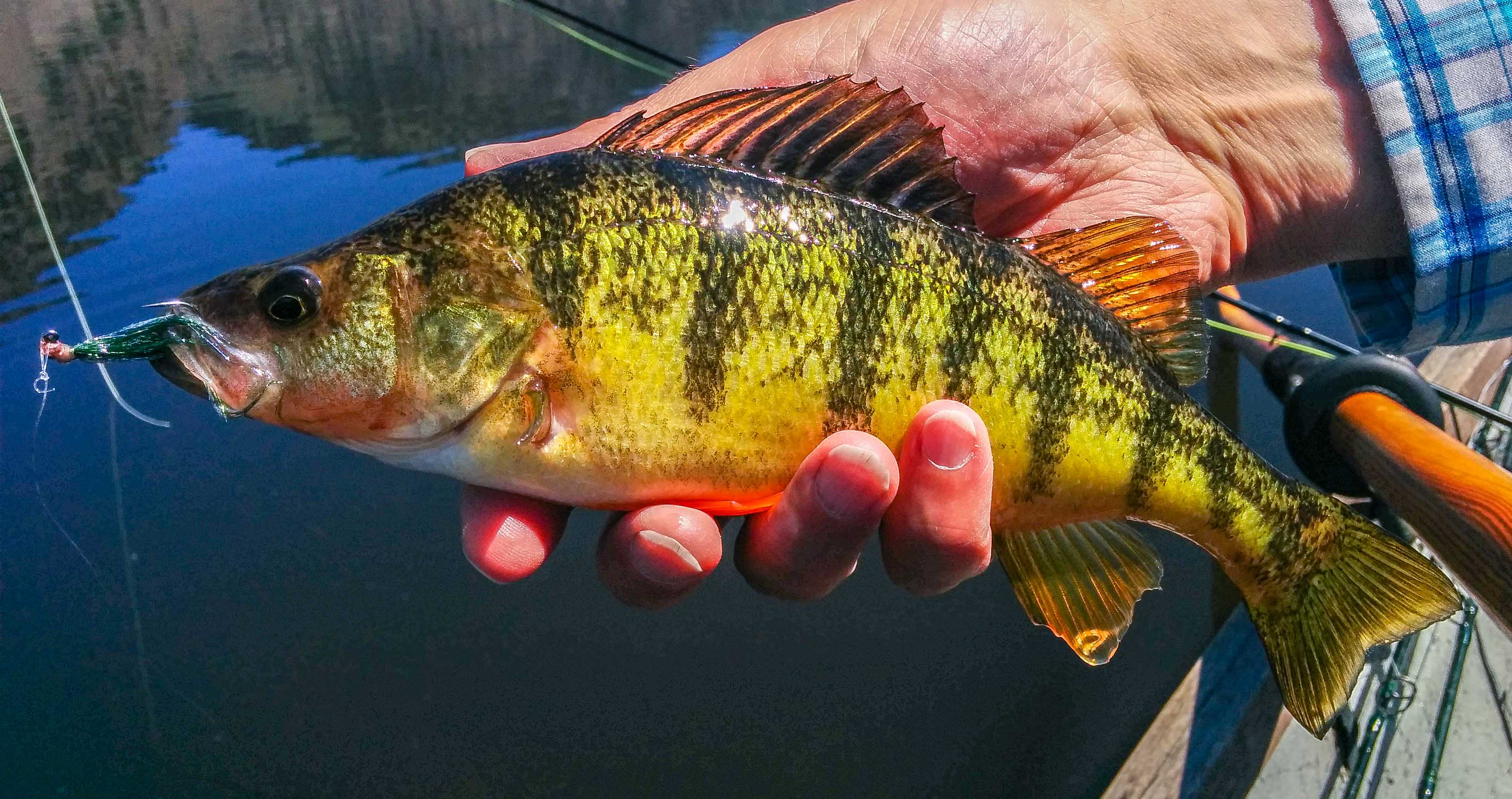 First Tuesday Tips: Tip 10, Meet the Basses and Panfish, Yellow Perch