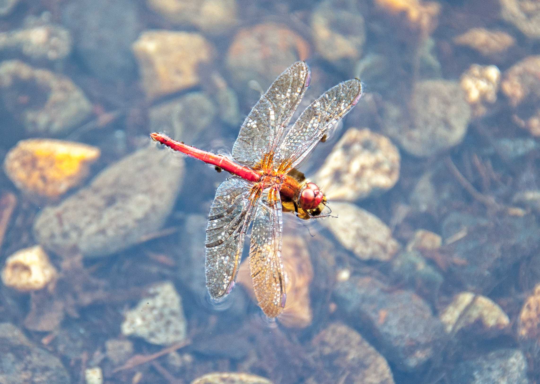 Skip's First Tuesday Tips, Tip 8, Adult Dragonflies Can Make for Exciting Fishing