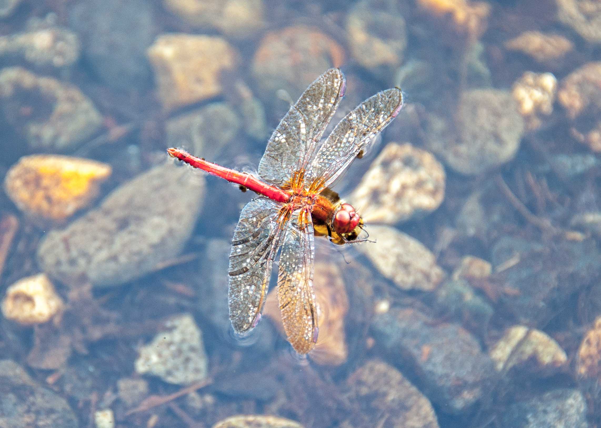 First Tuesday Tips, Tip 8: Adult Dragonflies Can Make for Exciting