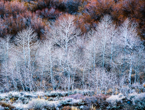 Ghost Trees of the Eastern Sierra Nevada, a photograph by © Carol Ann Morris