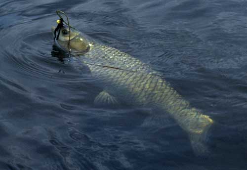 Grass-Eating Carp