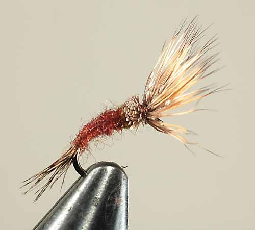 Morris May Emerger, BWO