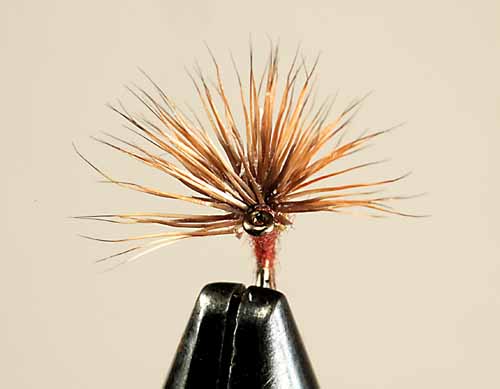 Morris May Emerger, BWO, front view