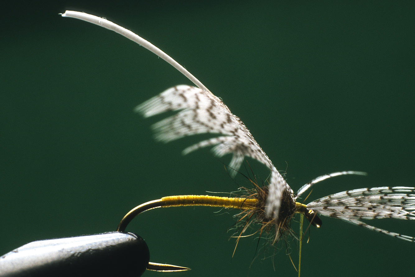 Partridge and Yellow, tying Step 3