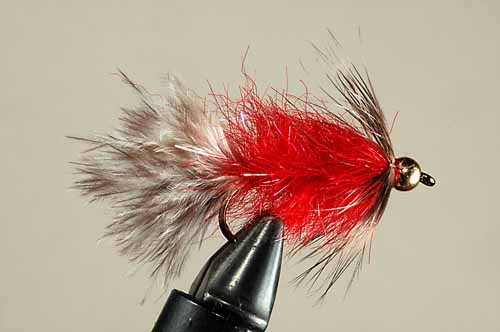 Red Raccoon
