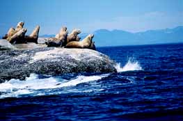 Sea Lions, Tatoosh Island, Washington