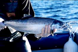 Silver Salmon from Neah Bay, Washington