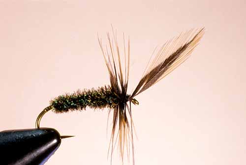 Wet Fly Hackles, Standard Approach, Step 2