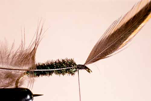 Wet Fly Hackles, Reverse-Wound Method, Step 1
