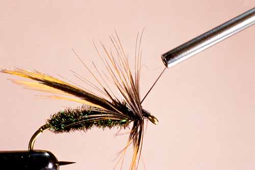 Wet Fly Hackles, Reverse-Wound Method Step 3