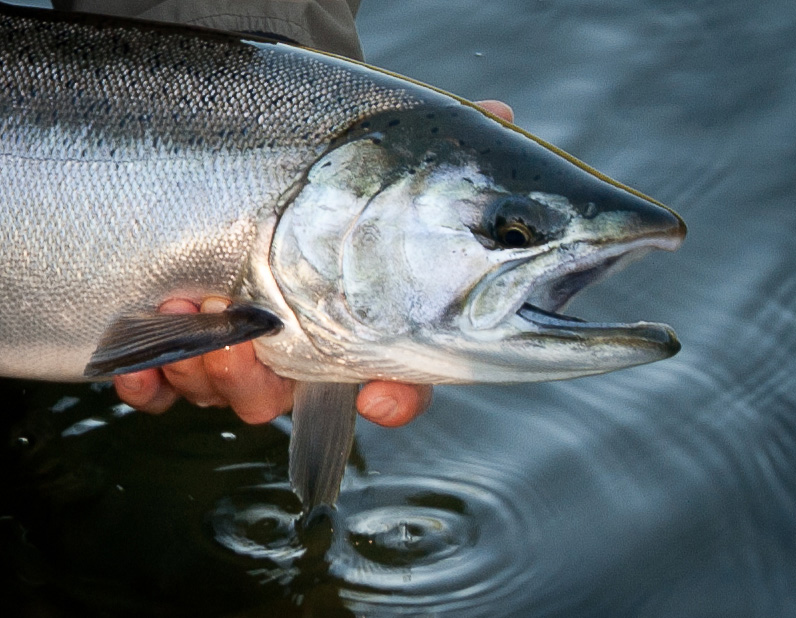 A beautiful silver salmon caught on one of western Washington's wild rivers