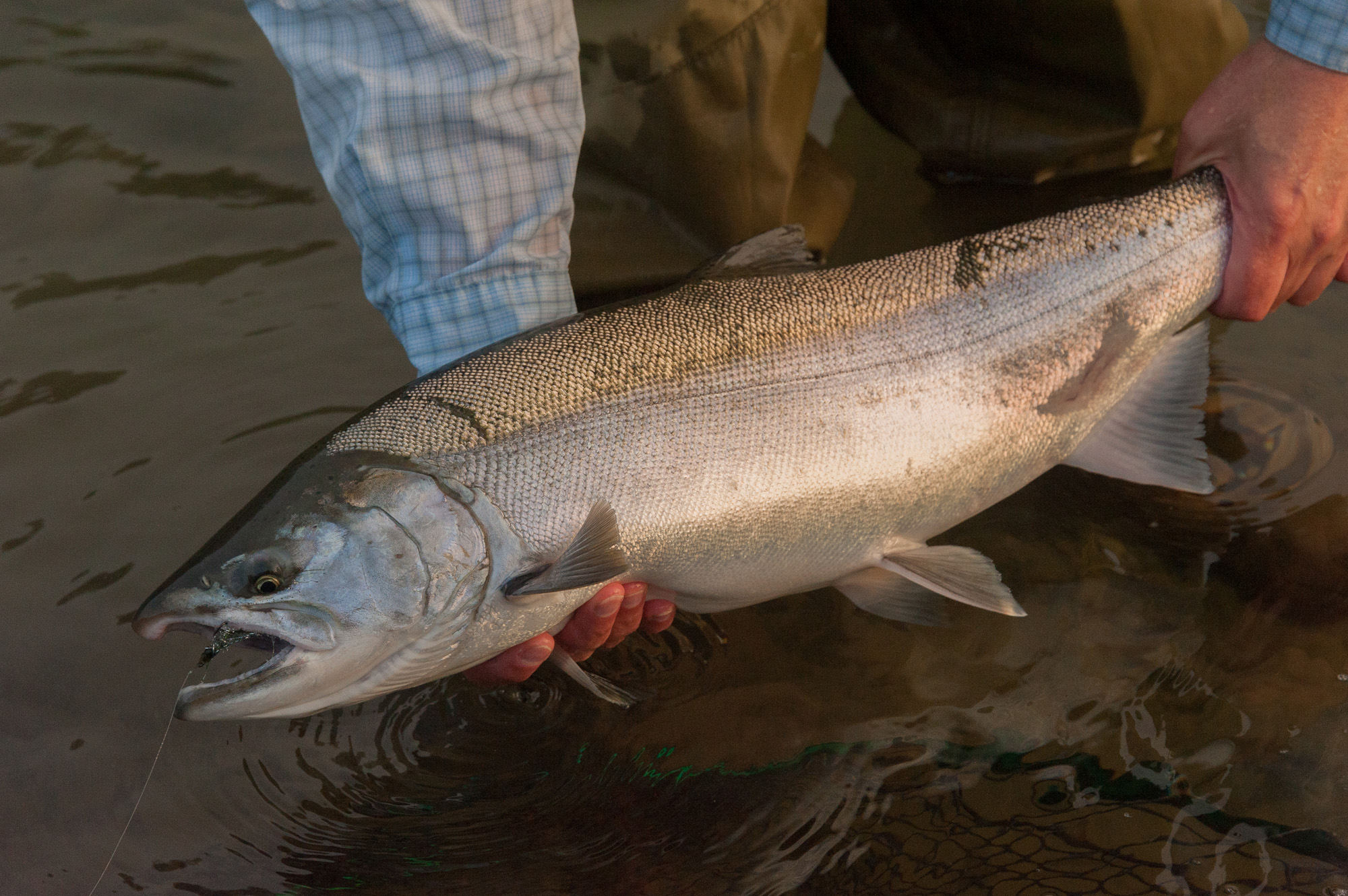 Salmon fishing, Olympic Peninsula