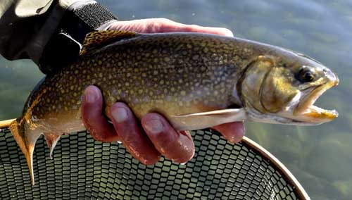 Upper Columbia River brook trout