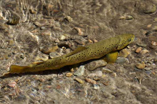 Montana Brown Trout