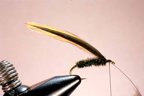 Wet Fly Hackles, Standard Approach, Step 1