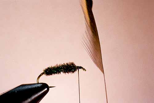 Wet Fly Hackles, Half-Stripped Method, Step 1