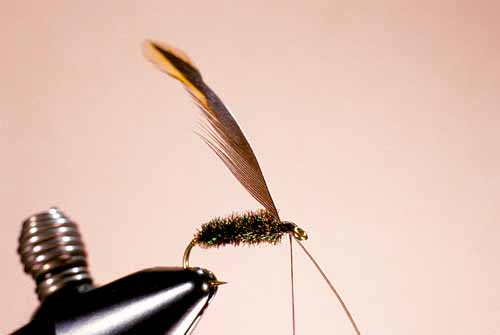 Wet Fly Hackles, Half-Stripped Method, Step 2