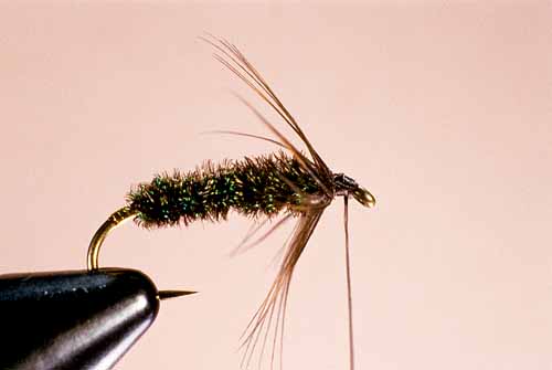 Wet Fly Hackles, Half-Stripped Method, Step 3